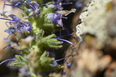 Veronica porphyriana