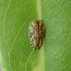 Bactericera minuta