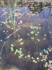 Marsilea minuta