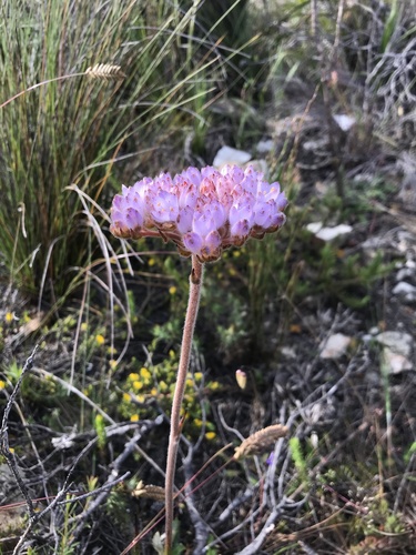 Dilatris pillansii