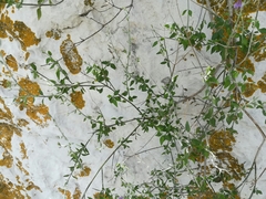 Mirandea huastecensis