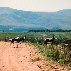 Damaliscus pygargus pygargus