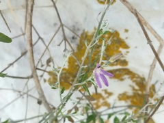 Mirandea huastecensis