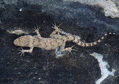 Mediodactylus heterocercus