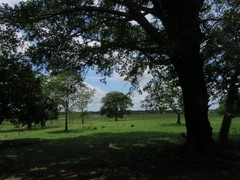 Hymenaea courbaril