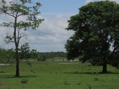Hymenaea courbaril
