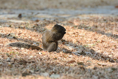 Callosciurus erythraeus