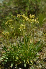 Patrinia sibirica