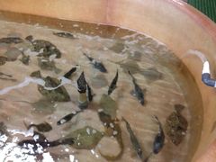 Myoxocephalus octodecemspinosus