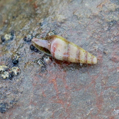 Pseudomelatomidae