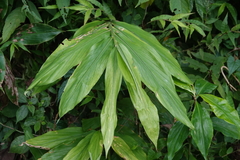 Zingiber kawagoii