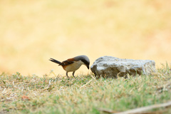 Lanius collurioides