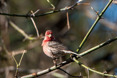 Haemorhous mexicanus
