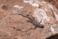 Sceloporus lemosespinali