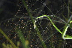 Ahaetulla mycterizans