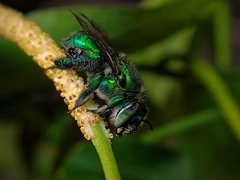 Euglossa
