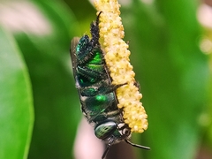 Euglossa