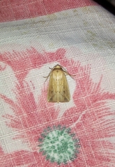 Noctuidae