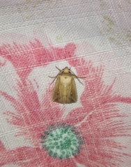 Noctuidae