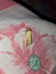 Noctuidae