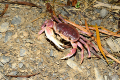 Geothelphusa pingtung