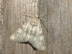 Polymixis dubia