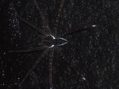 Dolomedes mizhoanus