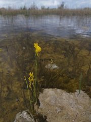 Utricularia cornuta