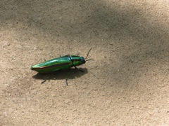 Chrysochroa fulgidissima