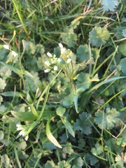 Capsella bursa-pastoris