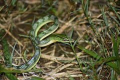 Ahaetulla mycterizans