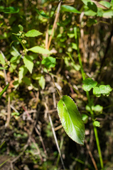 Packera schweinitziana