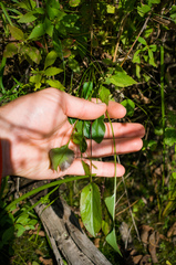 Packera schweinitziana