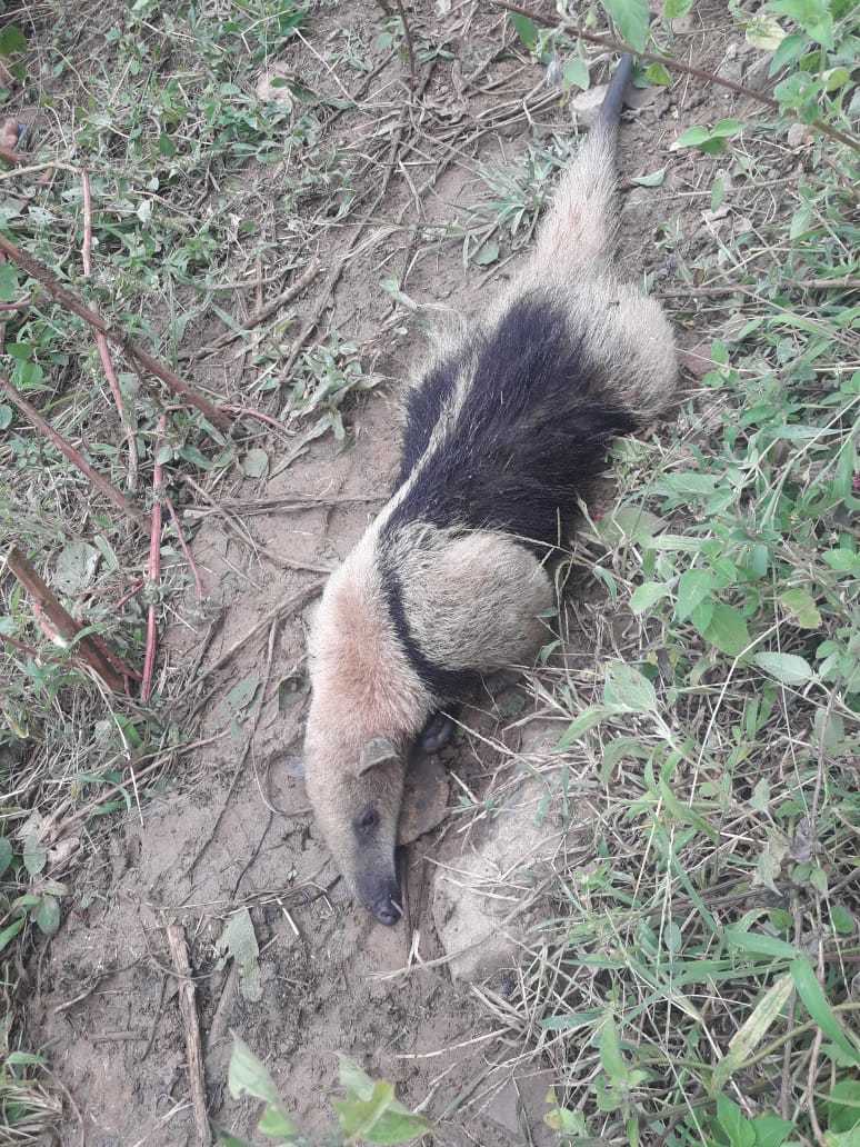 Tamandua mexicana image