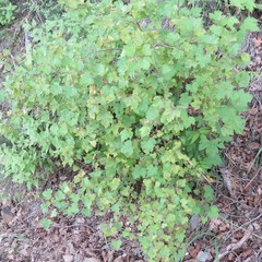 Rubus neomexicanus