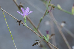 Stephanomeria paniculata