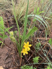 Hypoxis ludwigii