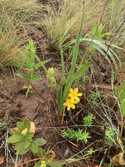 Hypoxis ludwigii