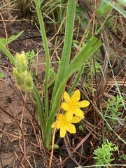 Hypoxis ludwigii