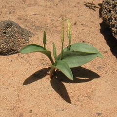 Ophioglossum polyphyllum