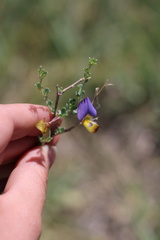 Lotononis sericophylla