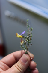 Lotononis sericophylla