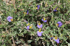 Lotononis sericophylla