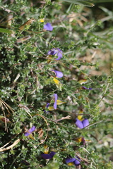 Lotononis sericophylla