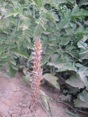 Orobanche cernua
