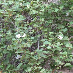 Rubus neomexicanus