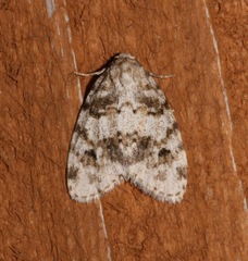 Clemensia ochreata