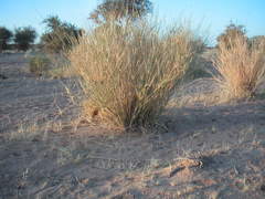 Panicum turgidum