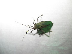Molchina hopei