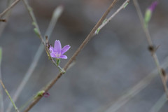 Stephanomeria paniculata